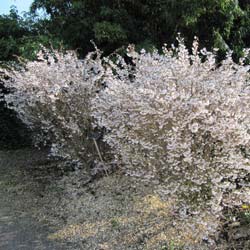 Cerejeira do Japo an 'Kojo No Mai'